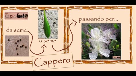 Riciclo Della Terra Cappero Fasi Del Ciclo Vitale Di Crescita Di Una