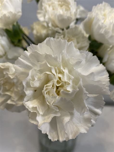 CARNATION WHITE | I&F Design