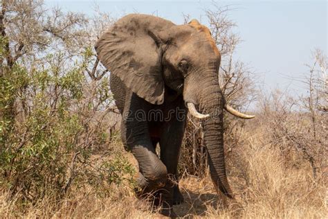 Male African Elephant Bull Emerging From The Brush And Bush In Kruger