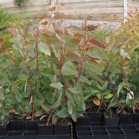 Eucalyptus Melliodora Yellow Box Worn Gundidj Nursery