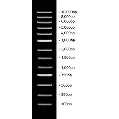 1KB DNA Ladder – Biogate