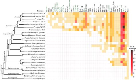 Known Effector Genes In Blast Fungi And The Numbers Of Their Homologs