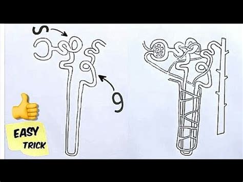 How To Draw Nephron Easily Step By Step For Biginners Youtube