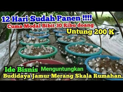 Budidaya Jamur Merang Skala Rumahan Usaha YouTube