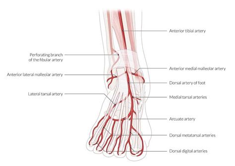 The Complete Guide To Understanding The Veins And Arteries Of The Leg