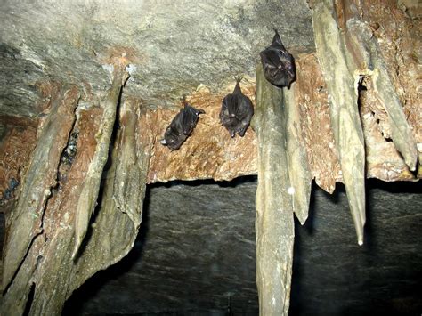 Three Bats Hanging Upside Down Inside A Cave Stock Image Colourbox