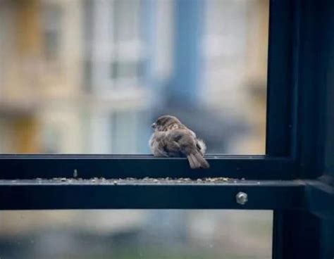 Bird In House Meaning - Good Luck Or Just Superstition?