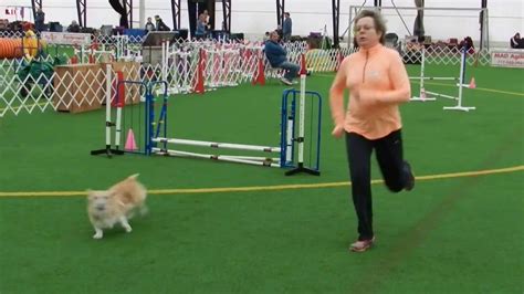 AKC Agility Trial Master Jumpers YouTube