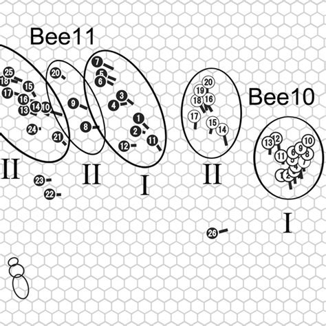 Locations And Orientations Of Waggle Runs Of Two Bees At The Same Time