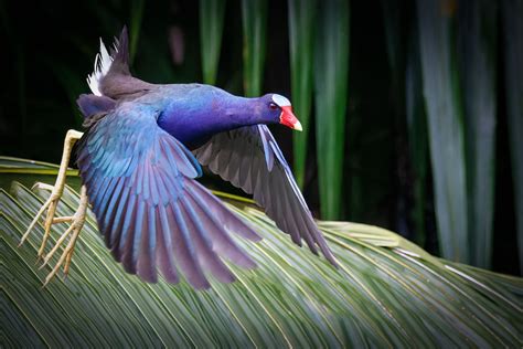 Wildlife on The Osa Peninsula — Elizabeth G Brooke Photography