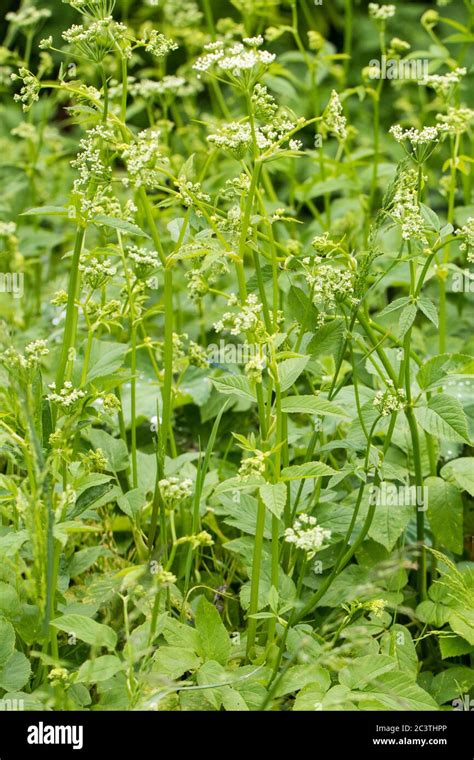 Ground Elder Goutweed Aegopodium Podagraria Blooming Netherlands