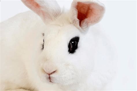 Blanc De Hotot Rabbit Size Color Behavior Temperament