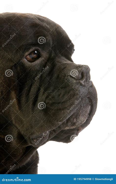 Cane Corso Dog Breed From Italy Portrait Of Adult Against White