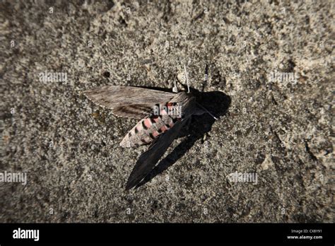 Moth Stock Photo Alamy