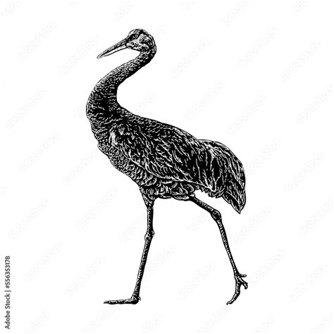 Sandhill Crane Hand Drawing Vector Illustration Isolated On Background