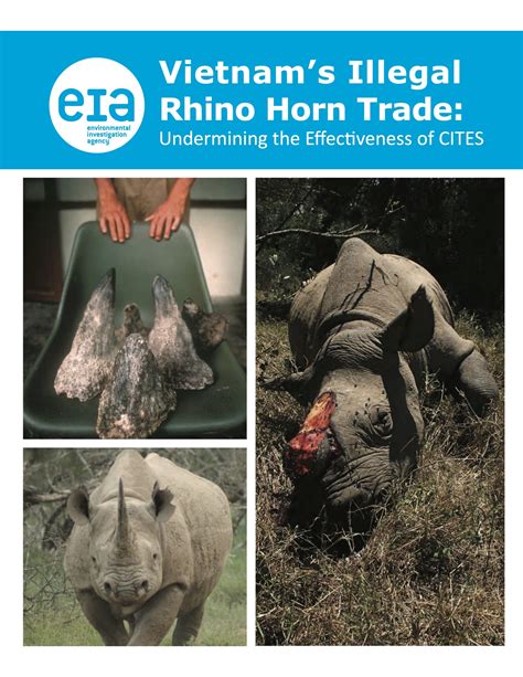 Vietnams Illegal Rhino Horn Trade Undermining The Effectiveness Of