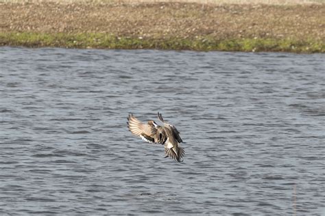 Northern Pintail From Colusa Nationall Wildlife Refuge CA USA On