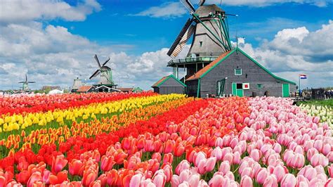 Hd Wallpaper Tulips Farm Flowers Colorful Blue Sky Netherlands Windmill Wallpaper Flare