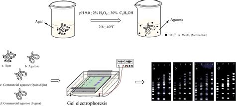 3 Agarose Gel Recipe | Bryont Blog