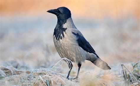 Hooded Crow Facts: Identification, Diet, Migration Info etc ...