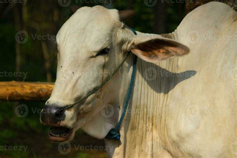 cow. Ongole Crossbred cattle or Javanese Cow or White Cow or sapi ...