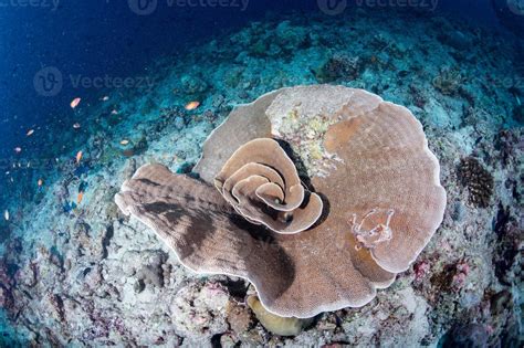 diving in colorful reef underwater 12023270 Stock Photo at Vecteezy