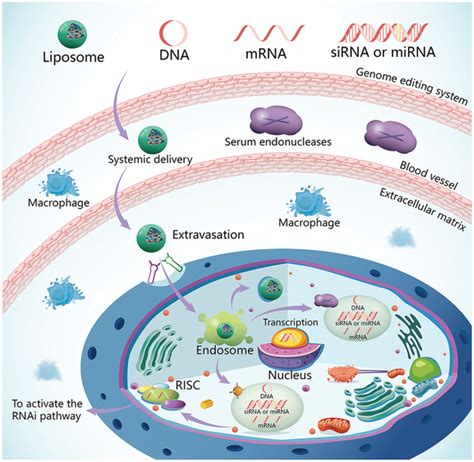 Barriers To Successful In Vivo Delivery Of Nucleic Acids After They