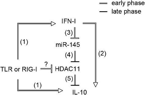 A Model Depicting Ifn Imediated Negative Feedback Loop In The