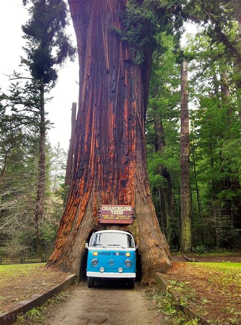 Giant Redwoods RV Park and Camp, Myers Flat - Pitchup®