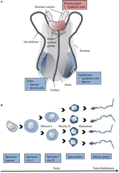 Female Reproductive Anatomy