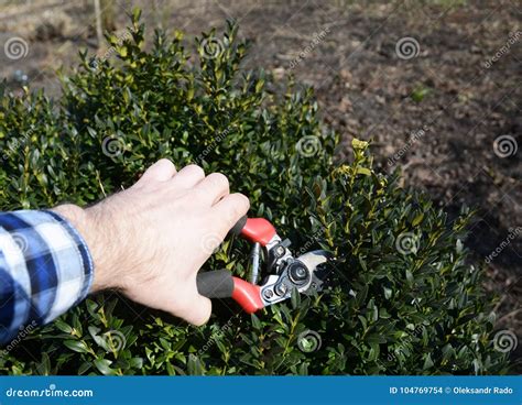 Pruning Boxwood Shrubs And The Best Time To Trim Boxwoods Stock Photo