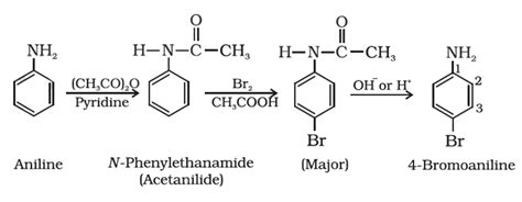 Amines Electrophilic Substitution Nucleophilic Substitution