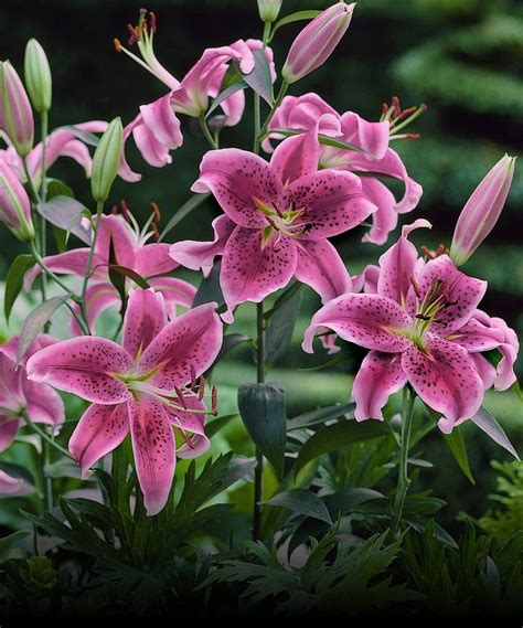 Cottage Farms Direct Curly Sue Oriental Lily Bulb Set Of Six Lily