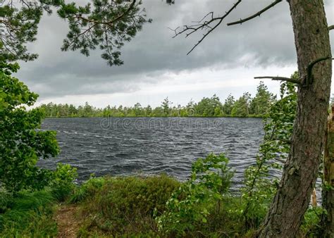 Paesaggio Estivo Ventoso Del Lago Di Palude Vento E Turbolenza Delle