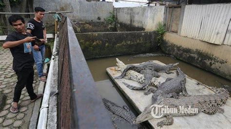 5 Hal Istimewa Yang Ada Di Wisata Penangkaran Buaya Asam Kumbang Medan