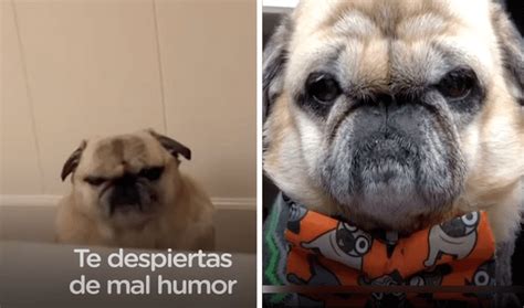 Youtube Perro Con ‘cara De Enojado Se Vuelve Viral En Redes