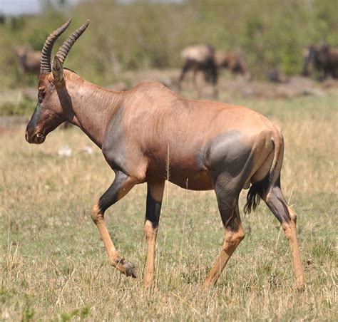 topi wikipedia antelope tail antelope hoof topi antelope pictures