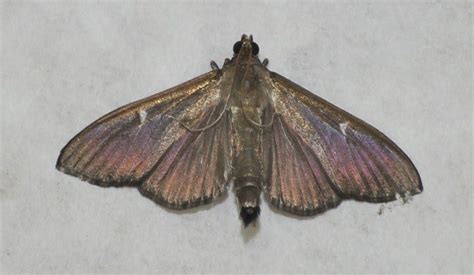 Box Tree Moth