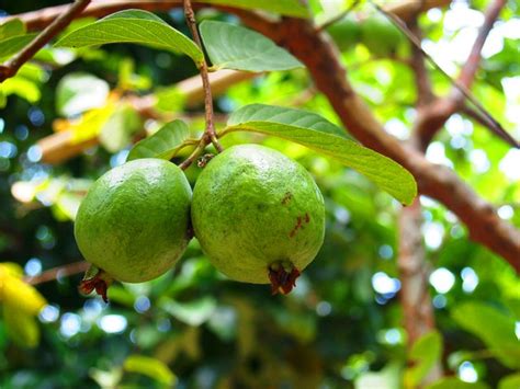 Bayabas Guava Guajava Vivianne Del Prado Flickr