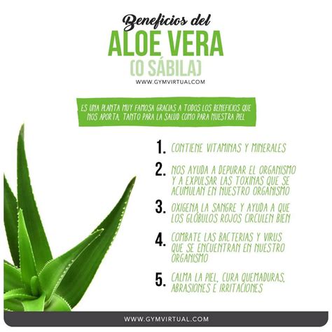 Beneficios Del Aloe Vera Gym Virtual