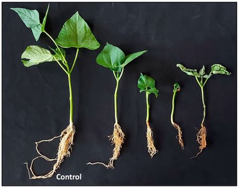 Agronomy Free Full Text Biodiversity Of Rhizoctonia Solani In