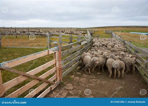 Sheep In A Corral Stock Photo Image Of Falklands Group