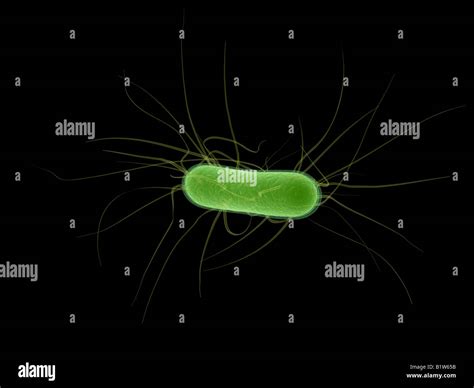 E Coli Bakterien Fotos Und Bildmaterial In Hoher Aufl Sung Alamy