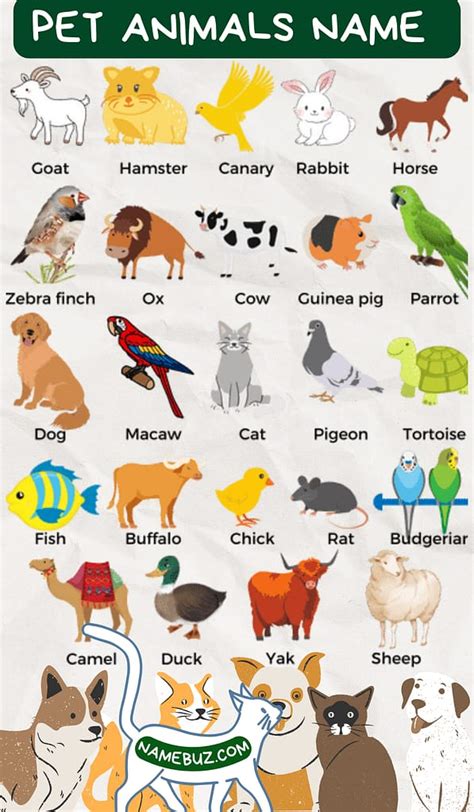 Comprehensive List Of Over 200 Pet Animals Name In English With Images