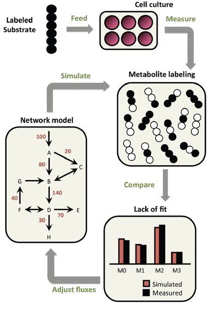 Isotope Tracing And C Metabolic Flux Analysis In Simple Metabolic