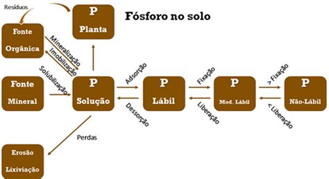 F Sforo Nas Plantas Tudo O Que Voc Precisa Saber Sobre Sua