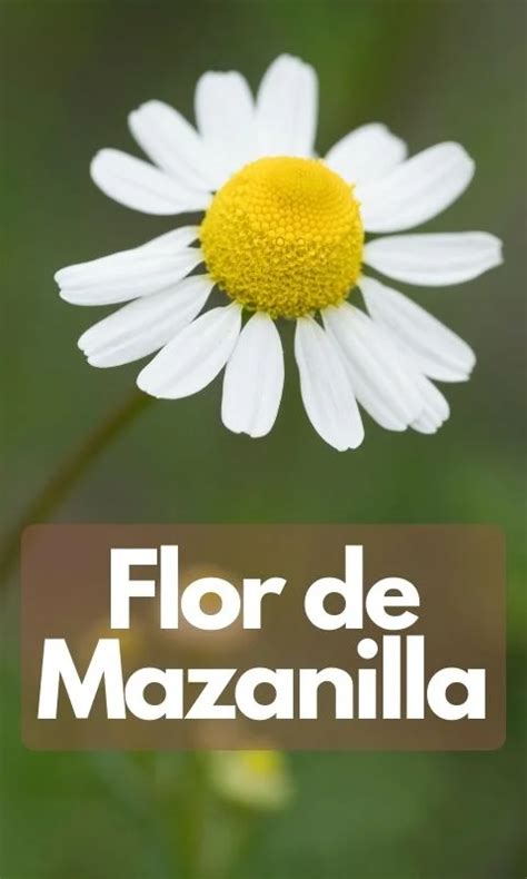 Flor De Manzanilla Flores Para Comer