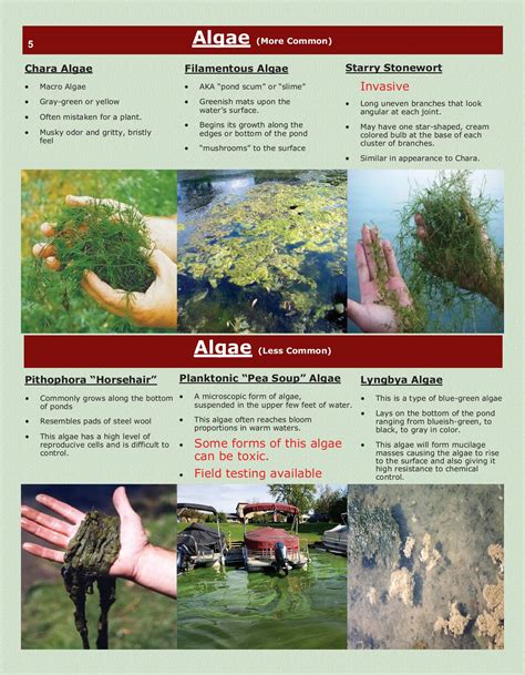 Pond Algae Identification