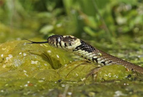 Grass Snake Uk Stock Photos, Pictures & Royalty-Free Images - iStock