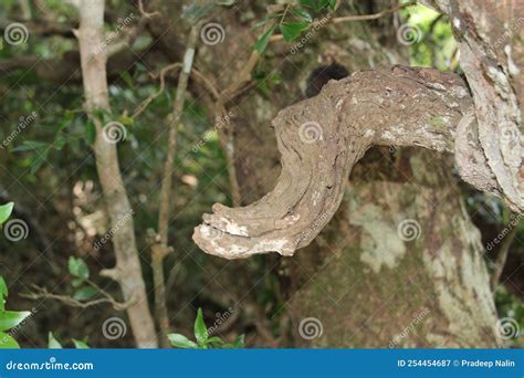 dry branches  tree stock image image  tree